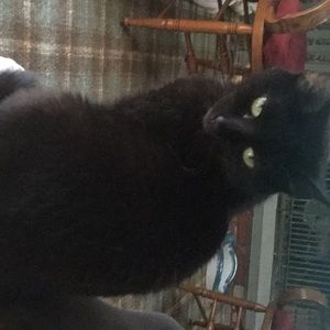 Meet your Posher, Cynthia